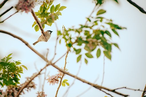 Vogel, Baum, Geäst, Tropisch, Natur