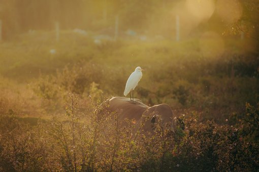 Tier, Reiher, Vogel, Kuh, Natur