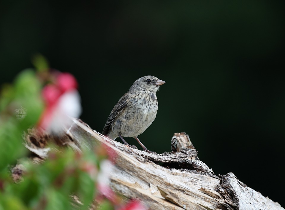 Finch Bird Nature - Free photo on Pixabay