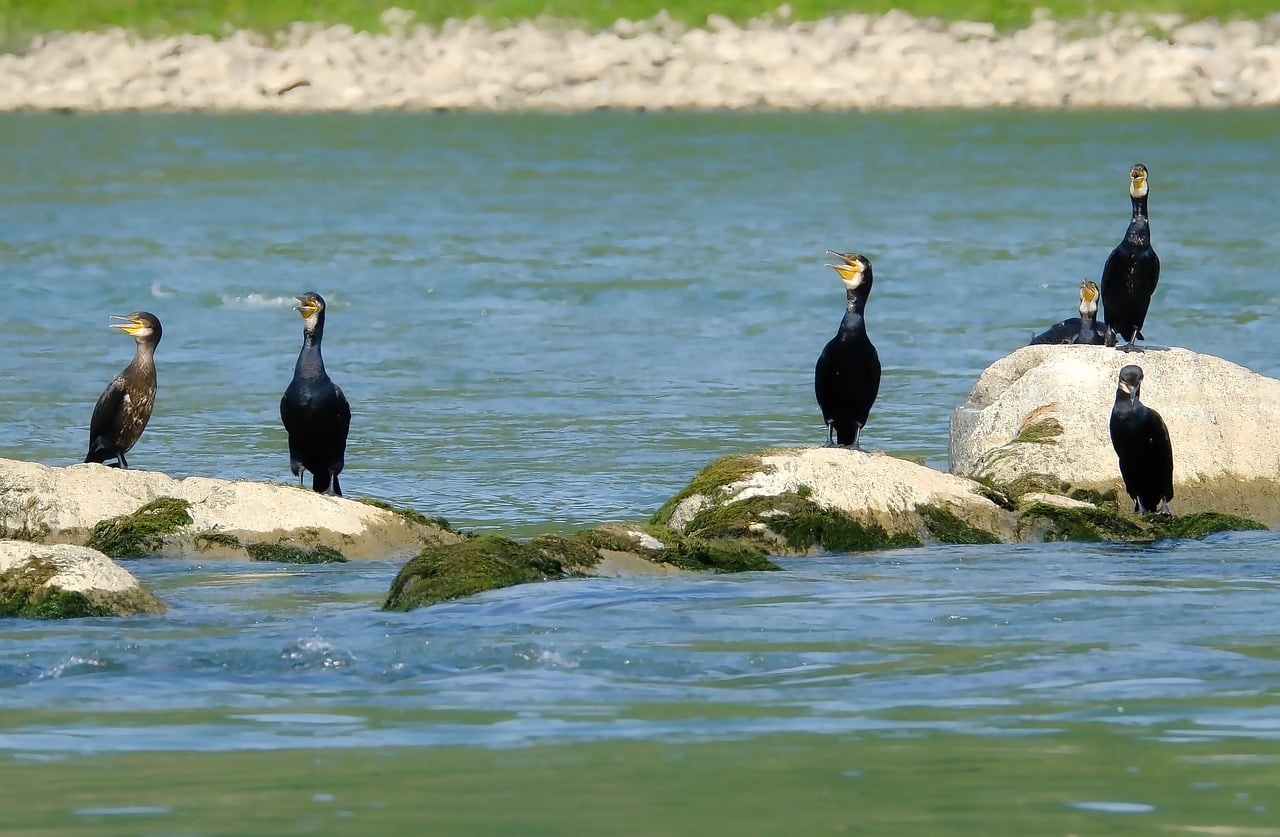 Download free HD stock image of Bird Water Free Bird Water photo and picture