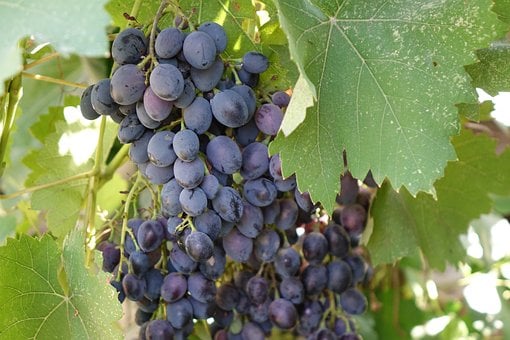Free Grapevine Freshness photo and picture