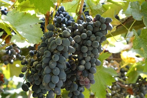 Free Grapevine Freshness photo and picture