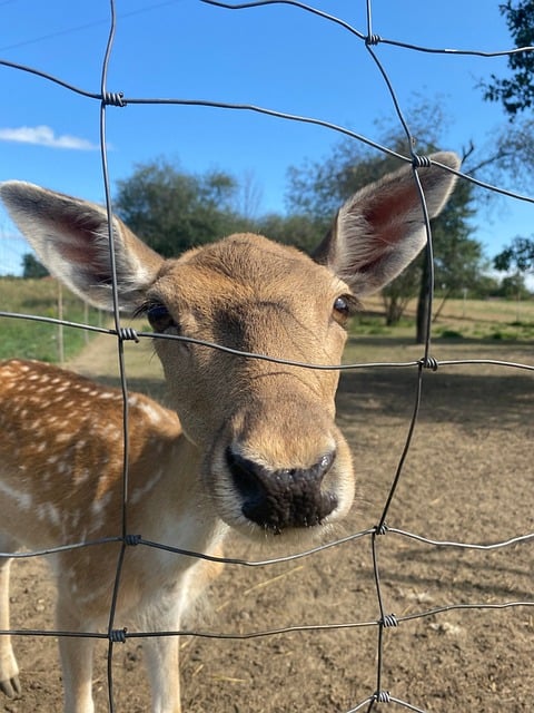 Free Deer Nature photo and picture