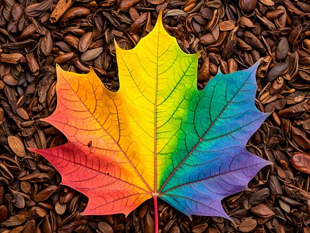 Free Maple Leaf Rainbow Colors illustration and picture