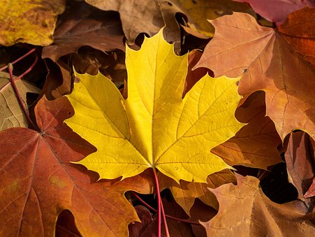 Free Maple Leaf Fall illustration and picture