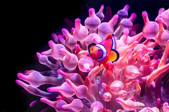 clownfish, nemo, anemone fish, fish, underwater, nature, aquarium, clown anemonefish, cairns aquarium