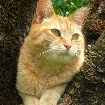 Free Red Cat Nature photo and picture