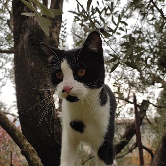 Free Cat Tuxedo photo and picture
