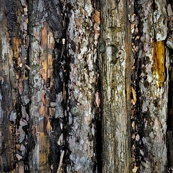 Alt, Holz, Baumstämme, Wald, Herbst