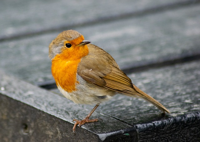 Free Bird Wild photo and picture
