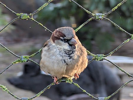Free Sparrow Bird photo and picture