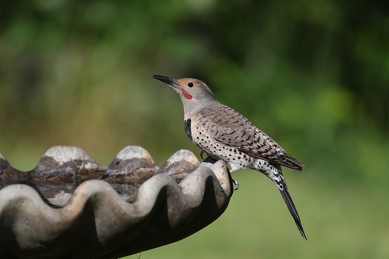 Turkey Flicker Northern Flicker - Free photo on Pixabay