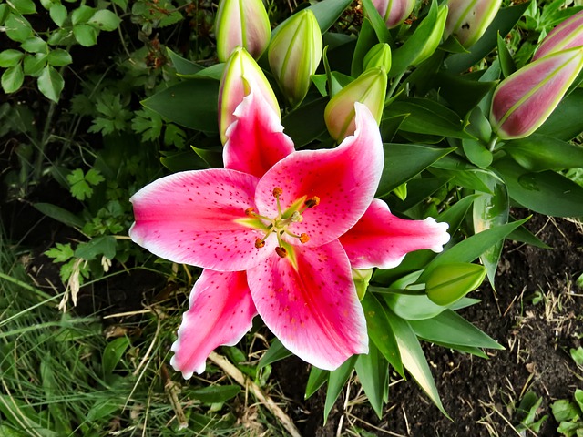 Lilie, Orientalische Lilie, Blumentapete
