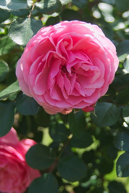 Free Rose Flower photo and picture