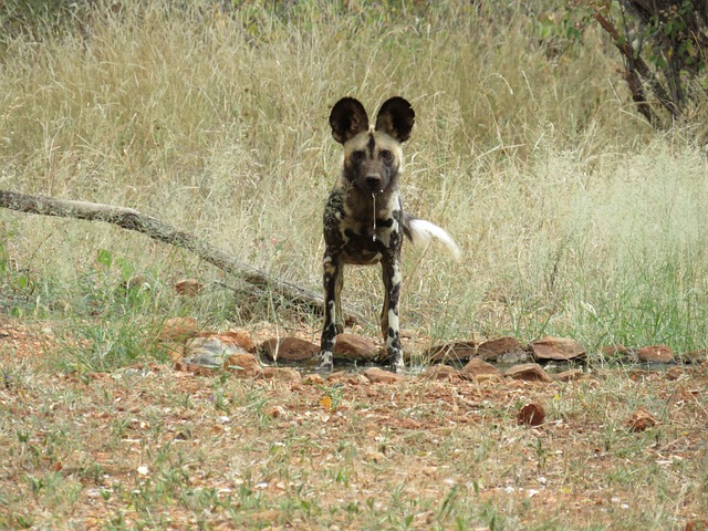 Free Wildlife Animal photo and picture