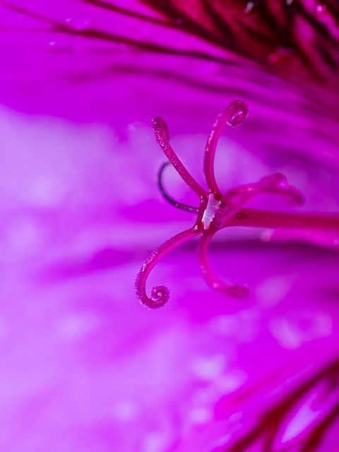 Flor, Natureza, Primavera, Macro