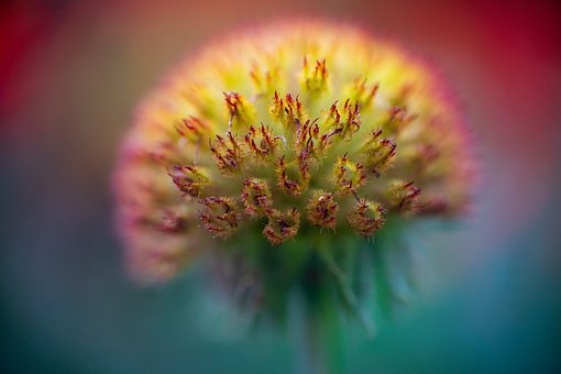 Flor, Natureza, Primavera, Macro