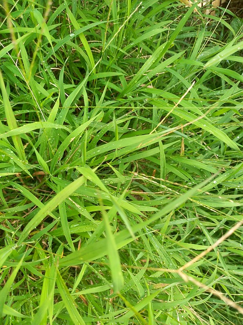 Natura, Verde, Minunat, Proaspăt, Viaţă