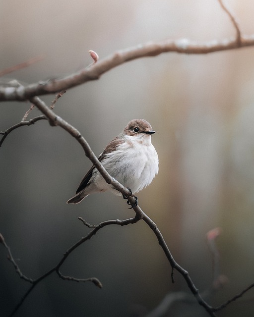 Mucholapka, Pták, Fotografování Zvířat