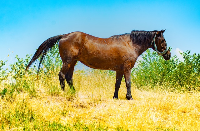 Cavalo, Natureza, Animal