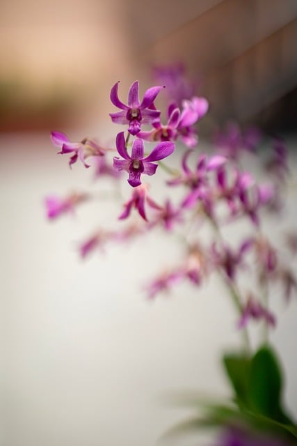 Blomst, Natur, Blomstre, Plante