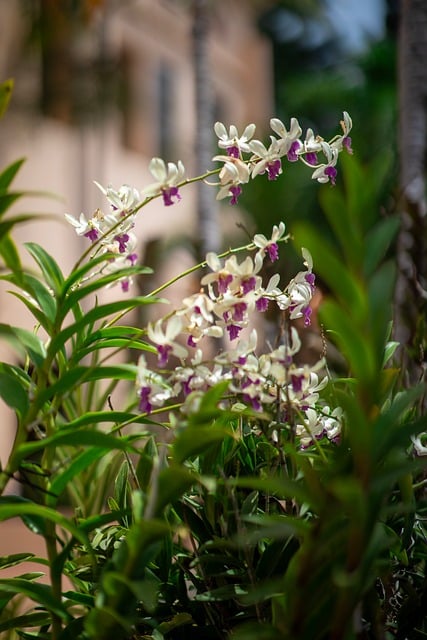 Blomst, Solopgang, Natur, Landskab, Skov
