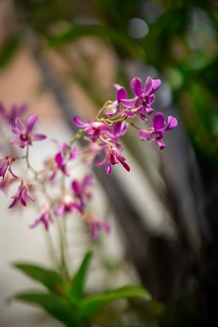 Natur, Blomst, Blomstre, Plante