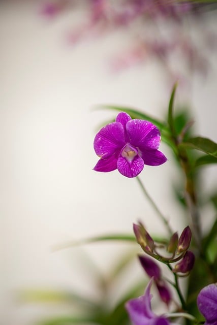 Natur, Blomst, Blomstre, Plante