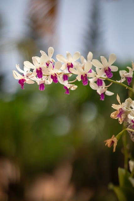 Natur, Plante, Blomst, Blomster, Flora