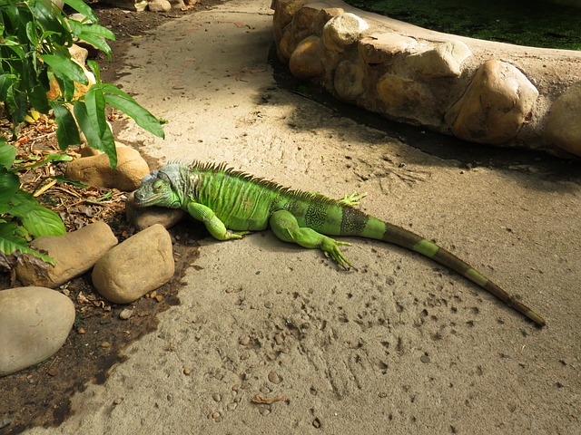 Free Iguana Wildlife photo and picture