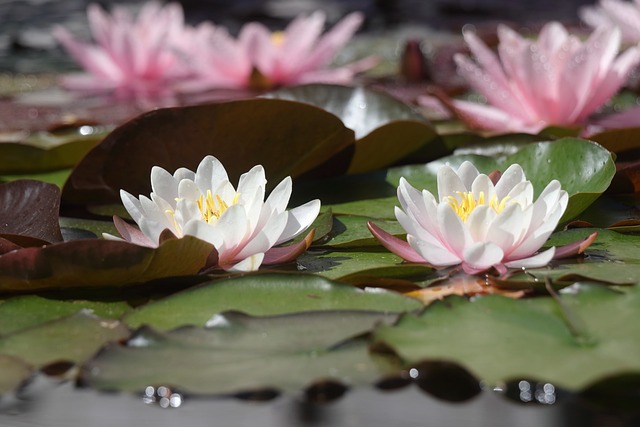 Planta, Lirio De Agua