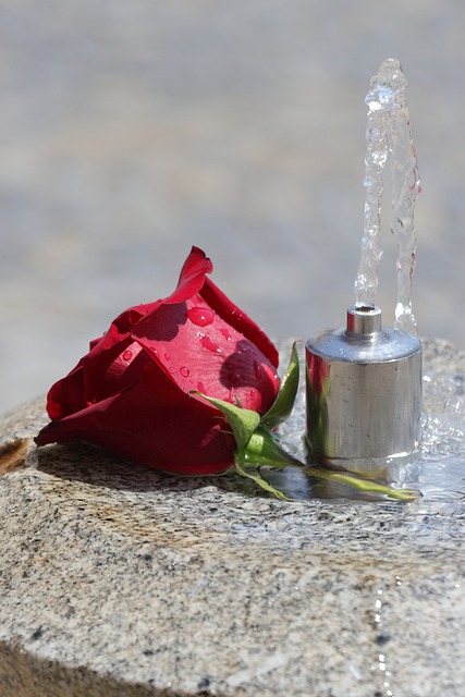 Planta, Rosa, Agua, Fuente, Rojo