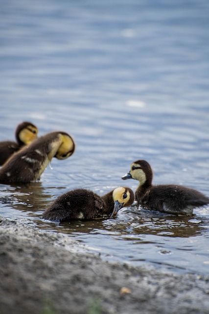 Duck Nature Wildlife - Free photo on Pixabay