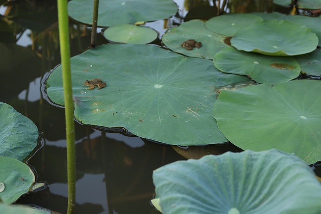 Frø, Padde, Grøn, Plante, Lilly Pad