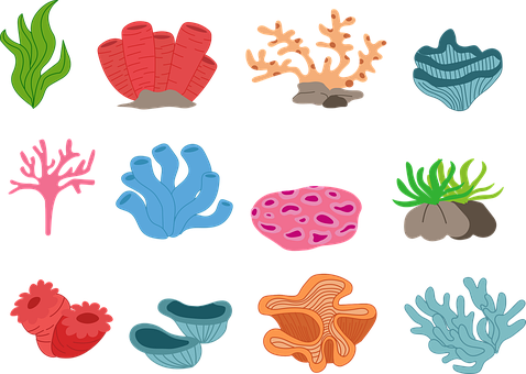 Free Coral Reef vector and picture