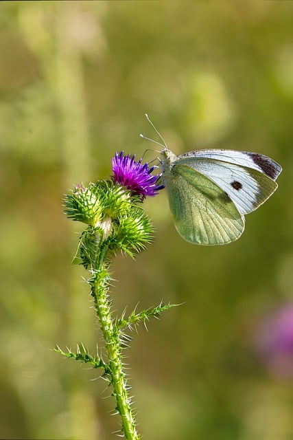 Blomst, Tidsel, Natur, Blomstre, Plante
