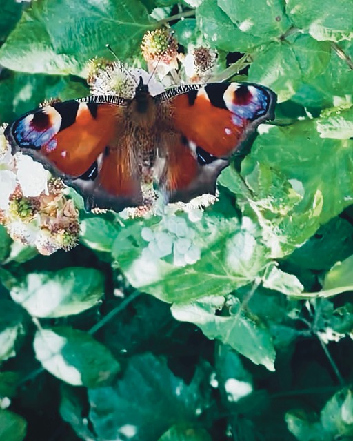 Free Butterfly Peacock Butterfly photo and picture