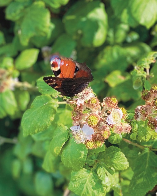 Free Peacock Butterfly Nature photo and picture