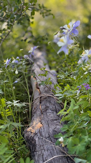 Blomster, Blomstre, Blomst, Kronblade
