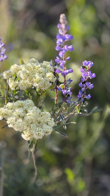 Natur, Blomst, Blomstre, Plante, Forår