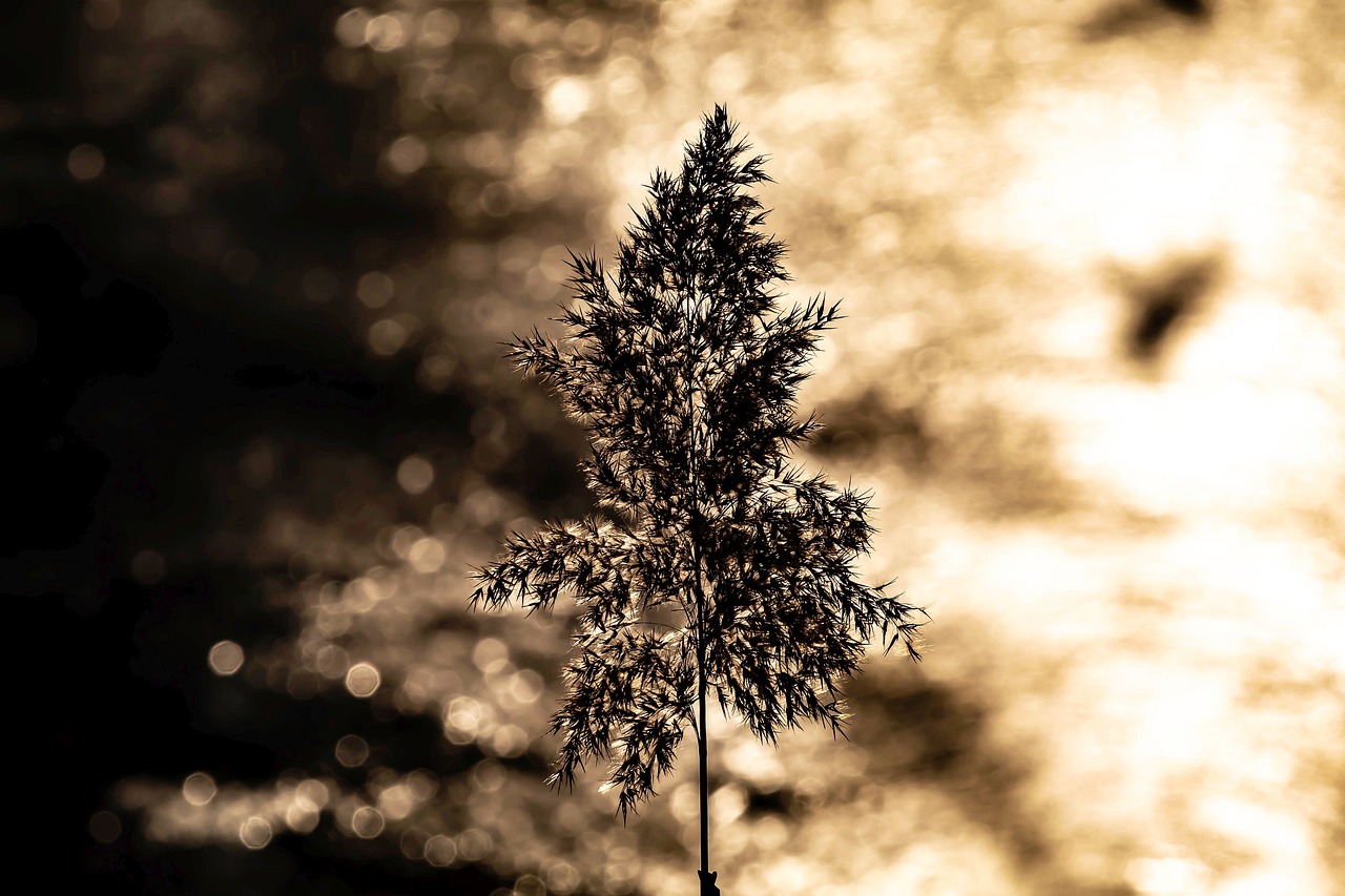 Reed Nature Dawn - Free photo on Pixabay