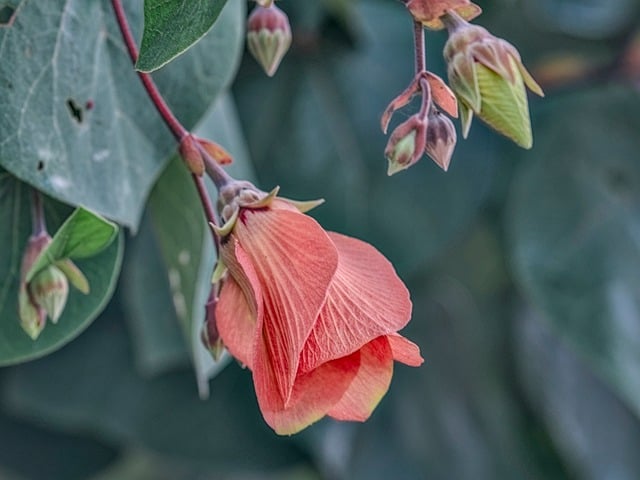 Hibisco, Hibisco Tiliaceus, Flor Rosa
