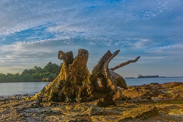 Árbol, Madera Flotante, Tronco, Marina
