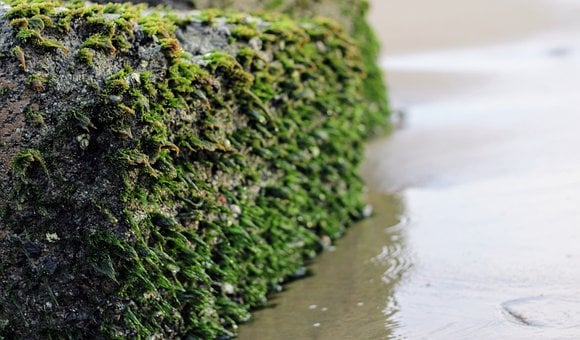 Free Moss Algae photo and picture