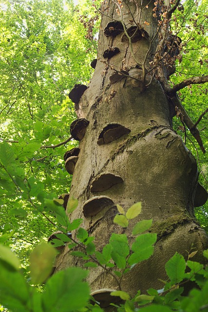 Free Hub Nature photo and picture