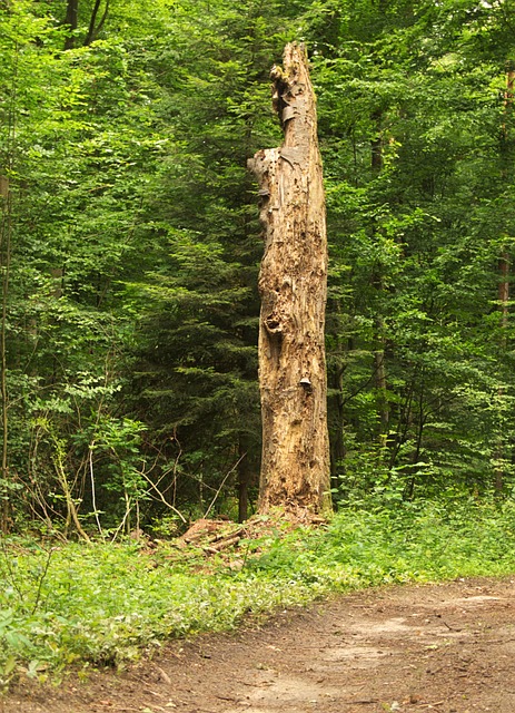 Free Tree Dry Tree photo and picture