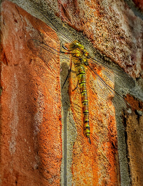 Libelle, Baksteen, Muur, Schaduw
