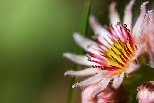 Flor, Natureza
