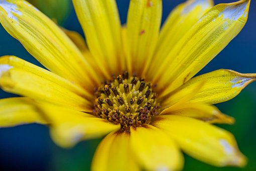 Flor, Amarelo, Pétala, Natureza