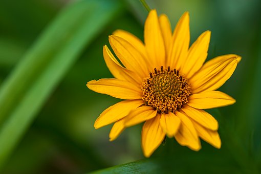 Girassol, Amarelo, Natureza, Close-Up